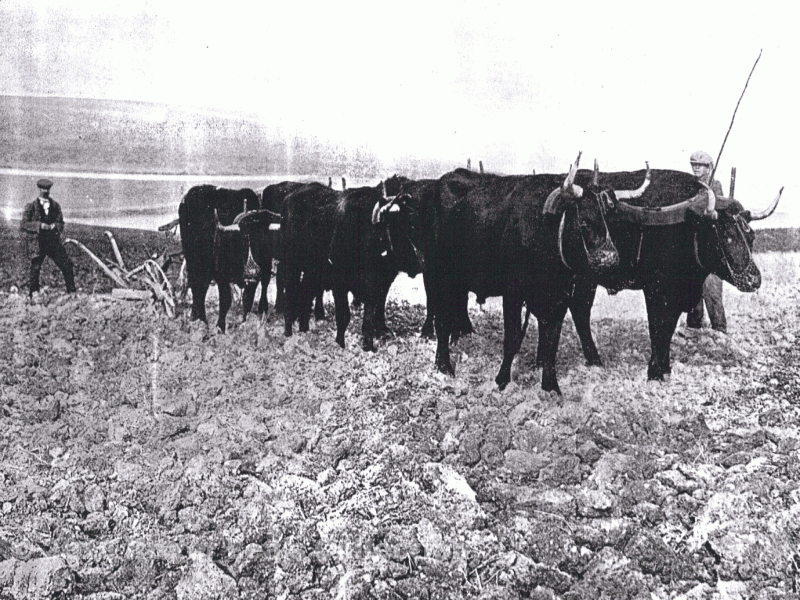 Draught Animals - Wigginshill Oxen [55] | Sutton Coldfield Local History  Research Group