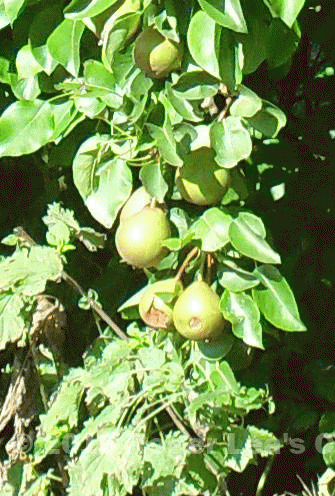pears.png