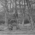 Gumslade, Sutton Park, 1887